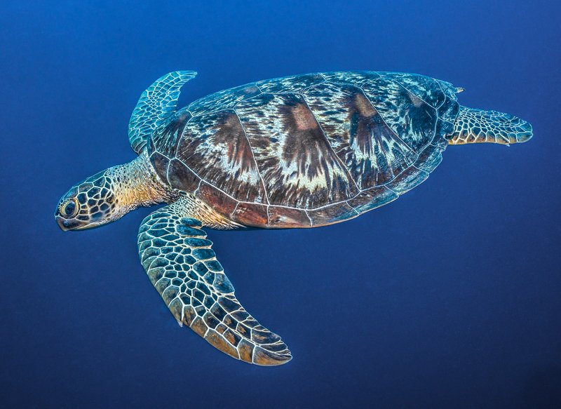 sea turtle palau ocean japan