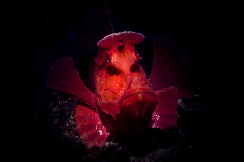 scorpionfish malapascua philippines underwater photo lighting guide