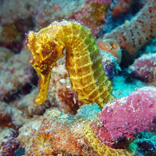 seahorse underwater photo sealife cameras