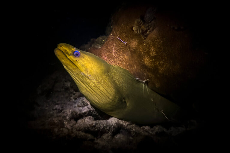 272_BELOW_SURFACE_TOBIAS_FRIEDRICH_20230529_SportDiver_20230529_201757
