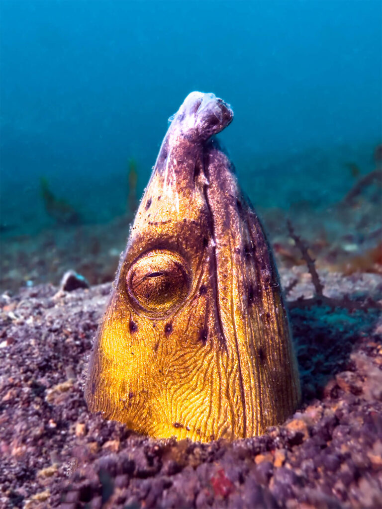 282_BELOW_SURFACE_TOBIAS_FRIEDRICH_SportDiver