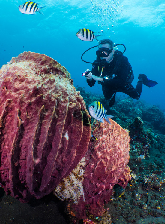 mini900_0001_Alex-Lindbloom_SeaLife-Dragon_P1444203-Edit